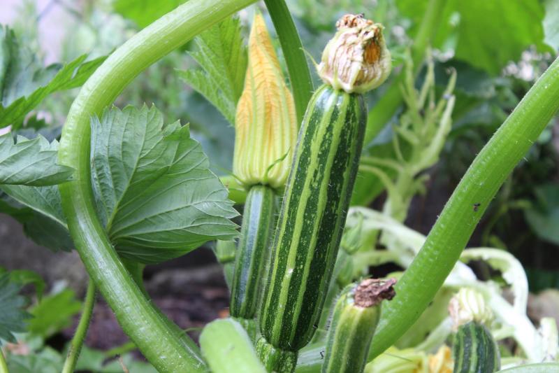 La courgette figure parmi les légumes auxquels s’intéresse Taco,  aux côtés des choux, du panais, du poireau, du céleri...