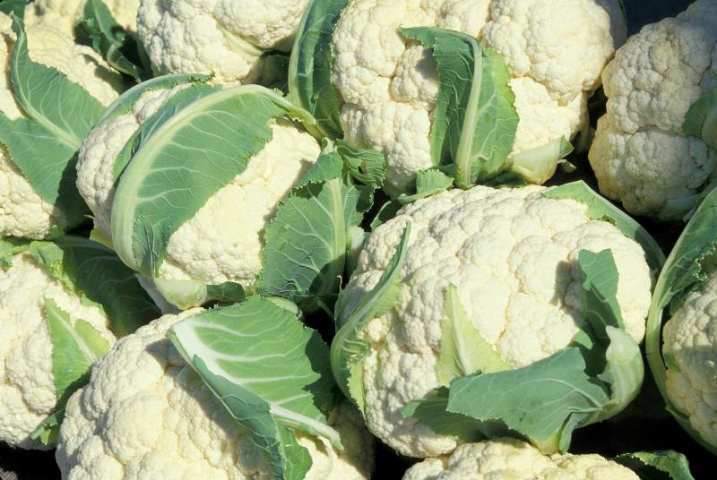 Les experts de Taco sont présents dès le choix de la culture et de la variété à implanter jusqu’à sa récolte, en passant par la plantation, la fertilisation, le suivi de la croissance...