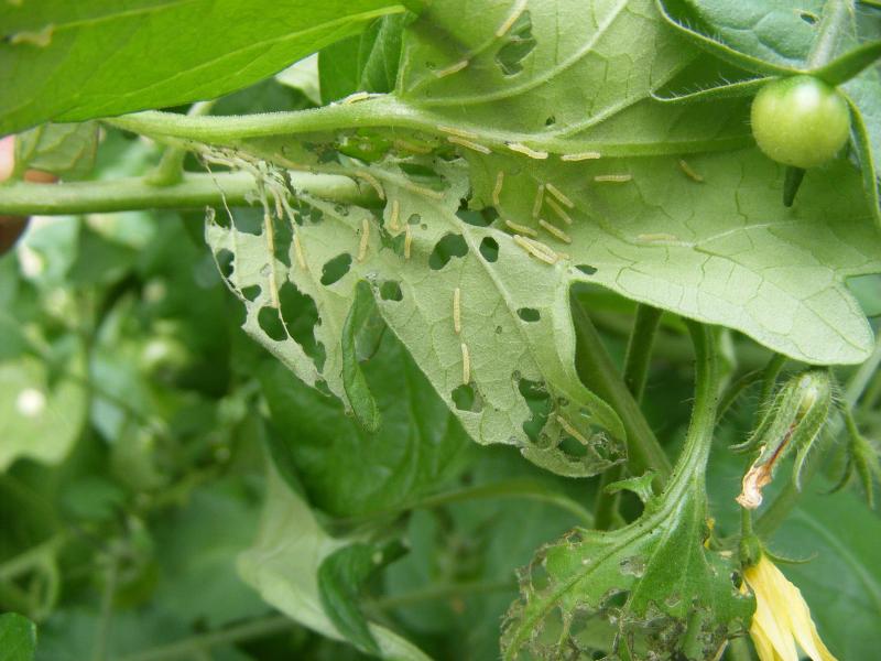 Après l'éclosion, il faut peu de temps à une forte colonie de larves pour provoquer des dégâts sur feuille. Ici, sur tomate de serre.