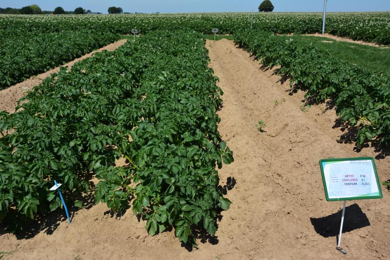 Pour le désherbage des pommes de terre, Bayer CropScience met en avant le tandem  alliant Challenge et Artist, auquel peut être associé un troisième partenaire  en fonction de la flore adventice rencontrée.