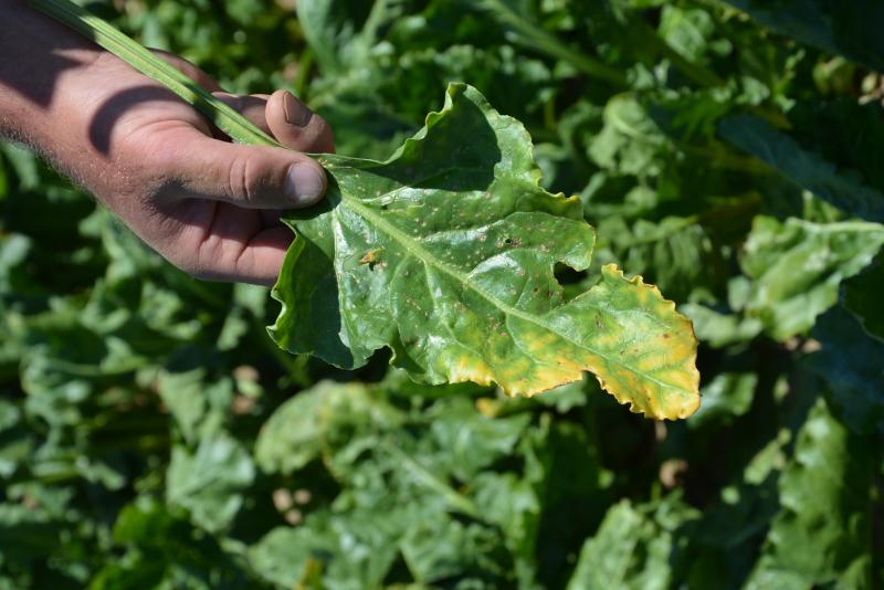 La jaunisse de la betterave peut sérieusement impacter le rendement d’une parcelle.  La lutte contre les pucerons porteurs du virus peut s’envisager avec l’insecticide  Movento 100 SC, applicable à divers stades de la culture.