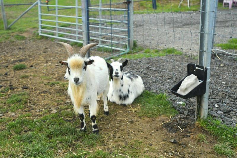 Les animaux sont sélectionnés pour leur petite taille et leur gentillesse.