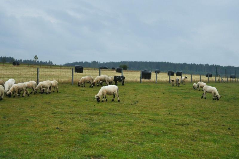 Les nez noir du Valais sont rares. Ils sont élevés pour leur caractère doux et paisible mais aussi pour leur laine.