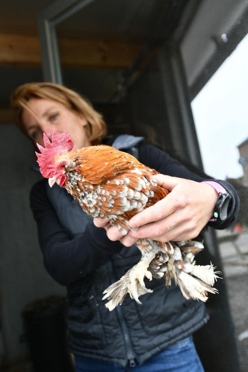 Elvire fait partie d’un programme de conservation pour le Barbu d’Uccle, une poule naine.