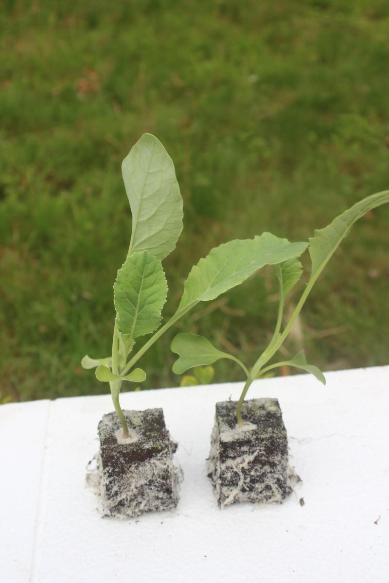 Les plants ont environ 5 vraies feuilles au moment de la plantation.