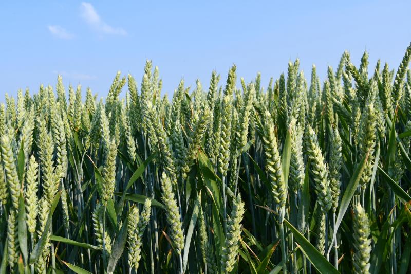 Parmi les trois variétés de blé hybride disponible pour les semis 2020, figure SU Hiking, résistante à la cécidomyie.