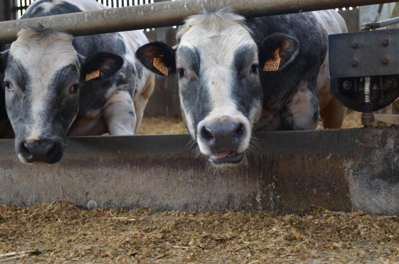 Coevia veut proposer des outils aux éleveurs afin de donner plus de transparence dans le marché de la viande bovine et ainsi permettre aux éleveurs de toucher un prix plus juste.