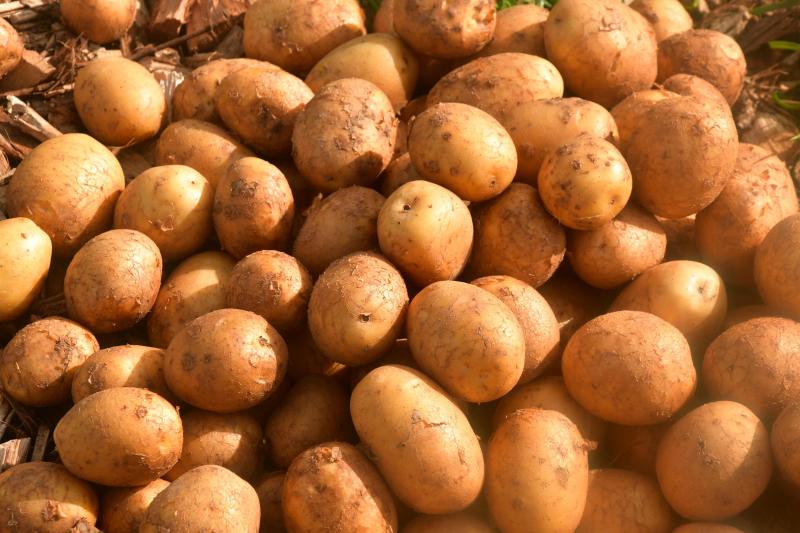 Pomme de terre fin juillet, le calibre était déjà élevé en Fontane, mais assez moyen en Pomme de terre fin juillet, le calibre était déjà élevé en Fontane, mais assez moyen en