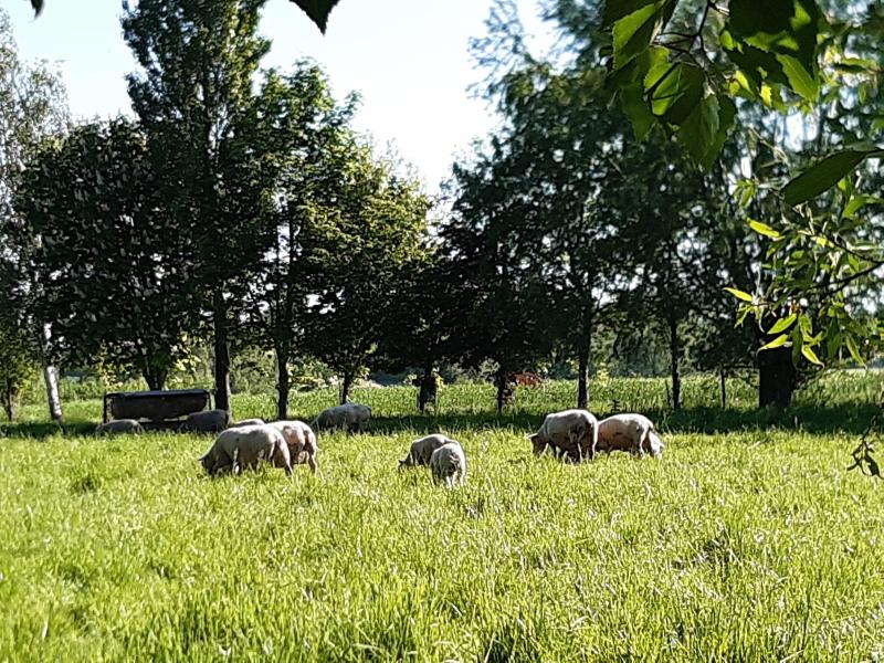 Des treillis assurent la protection des arbres contre les dommages que pourraient causer les moutons.