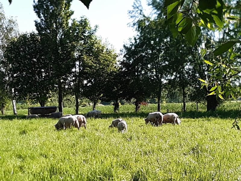 L'usine L'Arbre vert envahie par les arbres et les moutons