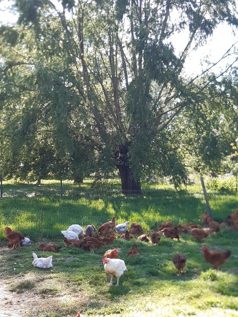 Les parcours arborés accueillent de la volaille de chair
poulets, canards, pintades, par lots de 500 unités.