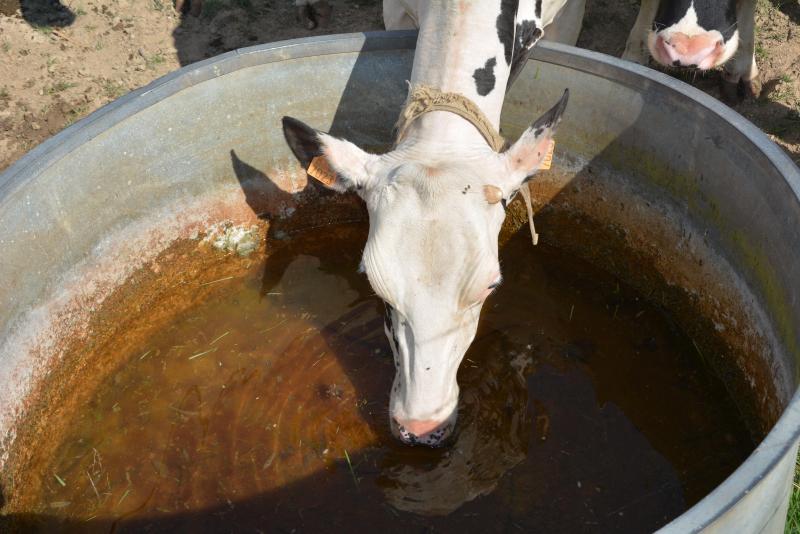 Disposer d’eau en suffisance est  essentiel pour les troupeaux.
