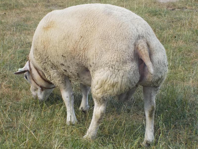 En fonction des objectifs d’élevage, il est important de faire le choix d’un bélier adapté.