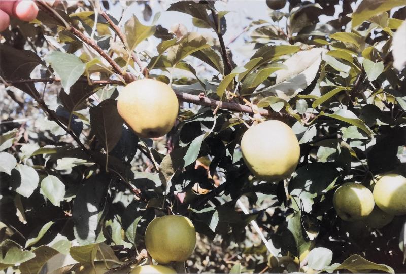 ‘Golden delicious’ se caractérise par un épiderme lisse et sec,  de couleur jaune vif à jaune verdâtre avec lavis orange clair au soleil.