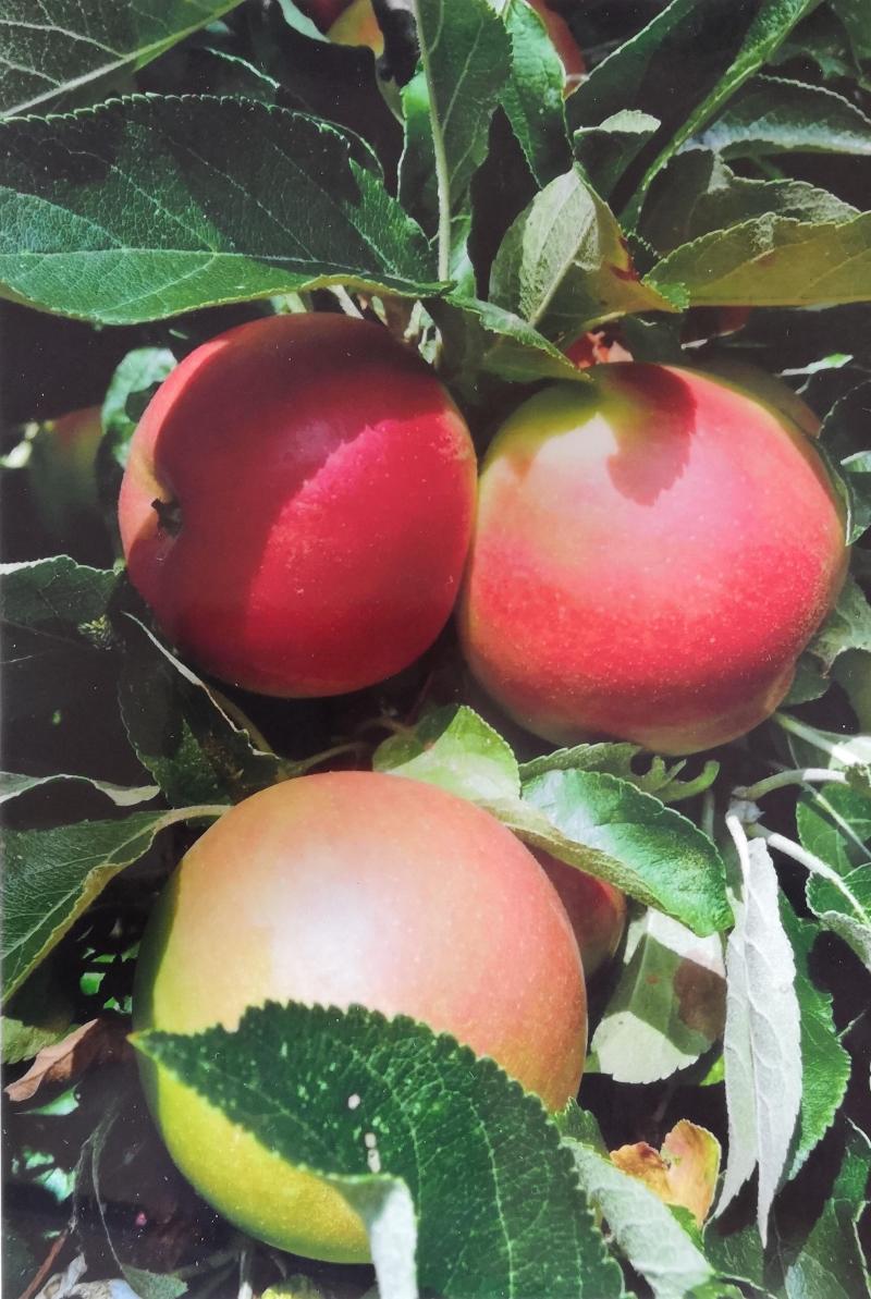 ‘Elstar’ est le fruit du croisement ‘Golden delicious’ X ‘Ingrid Marie’  effectué en 1955 aux Pays-Bas.
