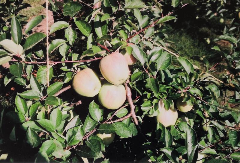 ‘Supergold’ est issue de ‘Golden delicious’ X ‘Red delicious’.
