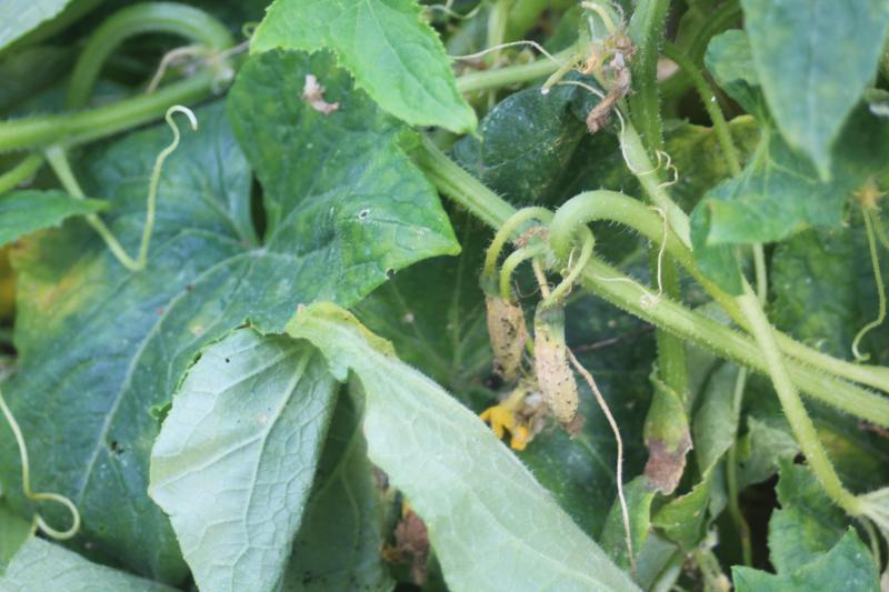 Les cornichons ont souffert de la sécheresse et de la chaleur avec des fruits qui avortent.