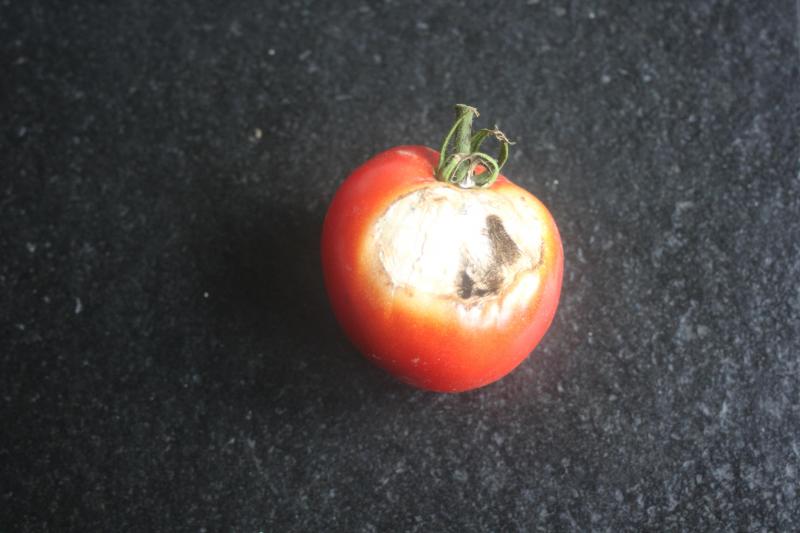 Les lésions sur fruits causées par des brûlures sont vites contaminées par des champignons.