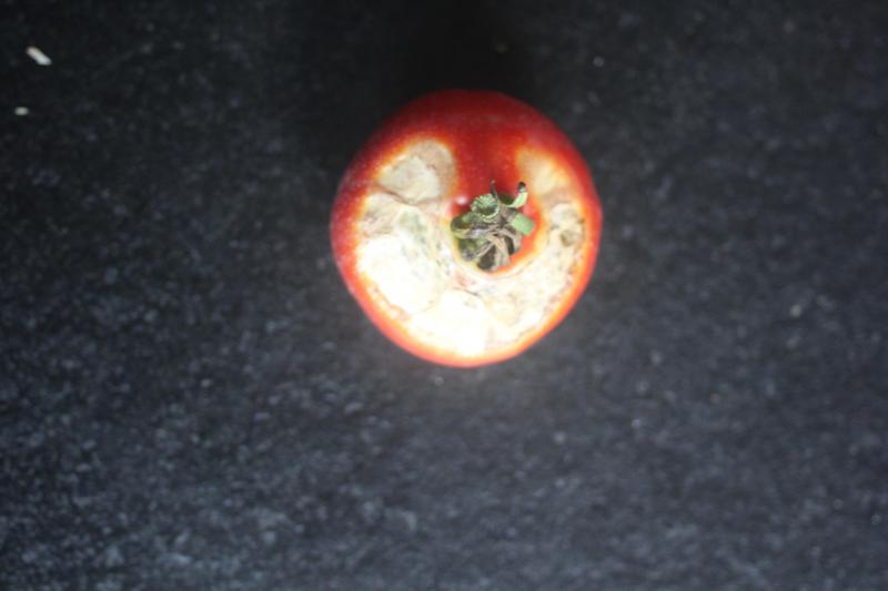 Les brûlures dues au soleil direct sur le fruits provoquent des nécroses de surface et jusque profondément dans le fruit.
