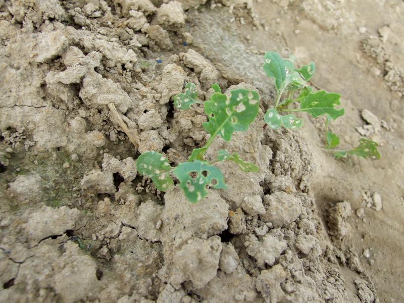 Dégâts de morsures d'altises d’hiver adultes sur le feuillage du colza.