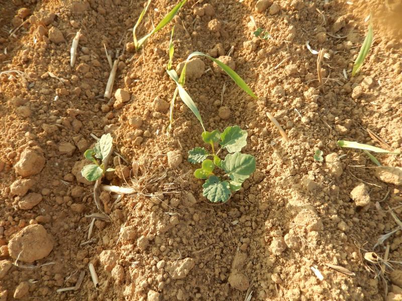 Morsures d'altises sur cotylédons,  pas sur les feuilles de colza.