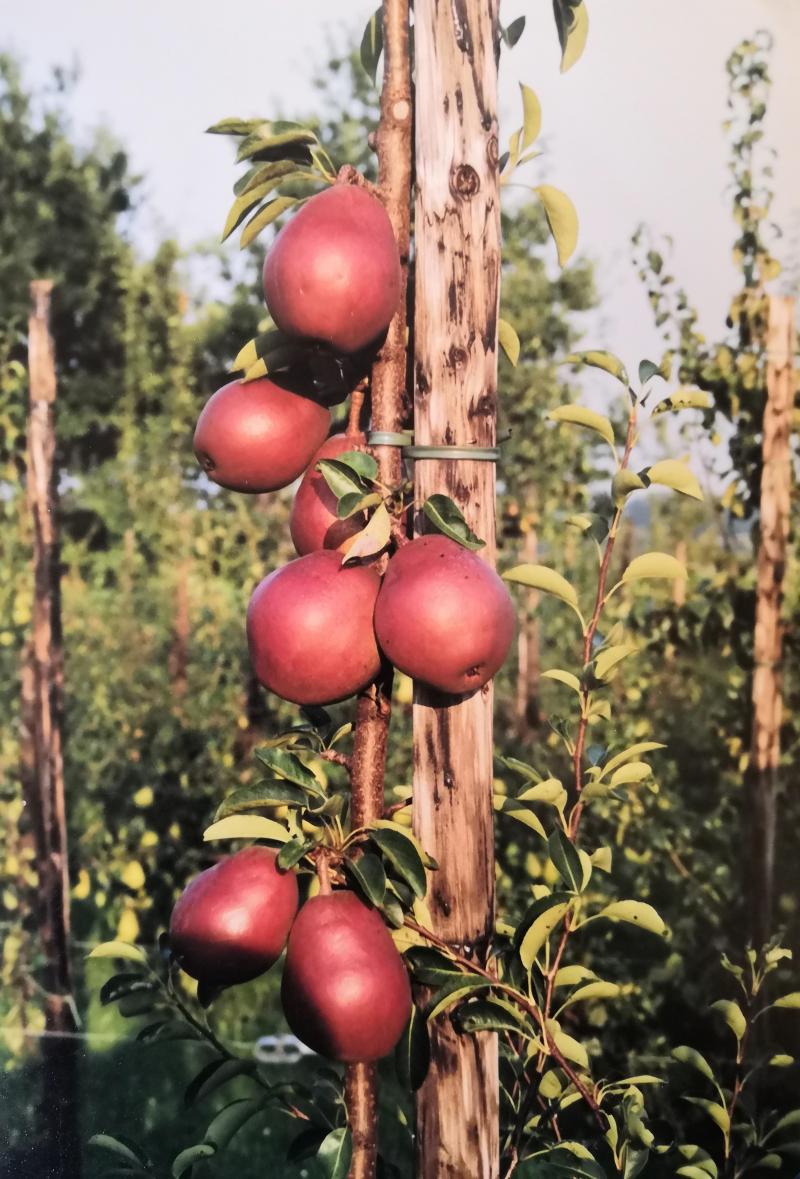 Les États-Unis proposent plusieurs variétés à épiderme rouge, comme ‘Cascade’. Elles ne semblent pas intéresser les consommateurs européens.