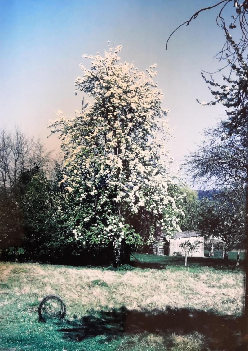 Les arbres haute-tige peuvent vivre très longtemps, à l’image de ce poirier séculaire.