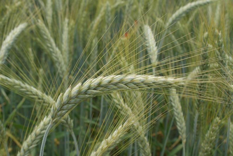 Contrairement aux froments et orges d’hiver, les épeautres marquent le pas dans certaines de nos régions, sous le coup des perturbations climatiques qui se répètent.