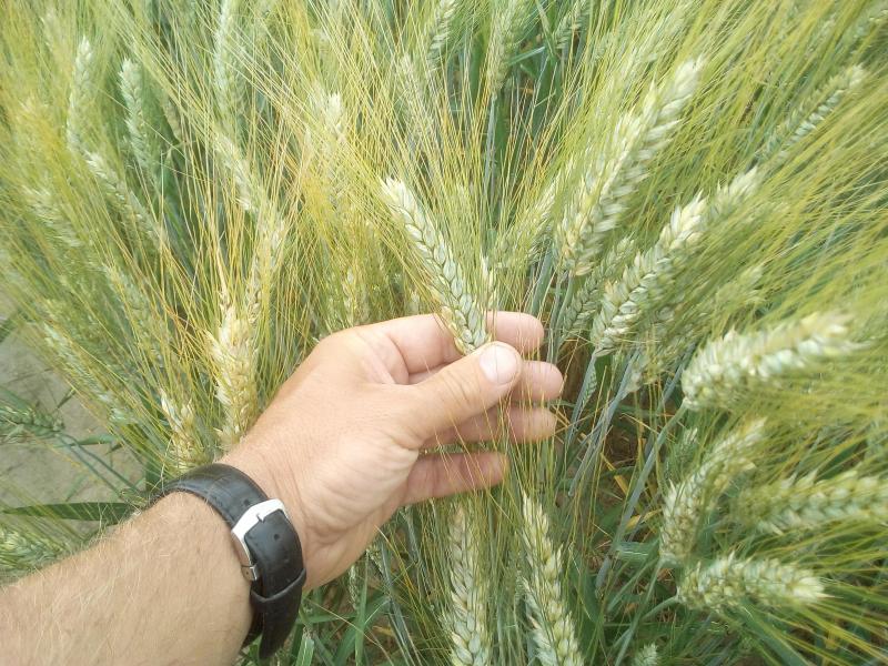 Les variétés de blé dur possèdent des barbes disposées sur les côtés de l’épi. Plus précoce que le froment, il est mieux armé pour affronter les conditions de sécheresse.