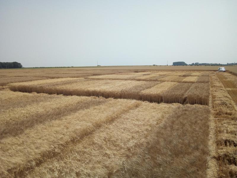 Cet été, les premiers blés durs ont été récoltés dès le 13 juillet !