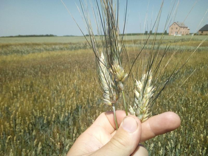 La froidure survenue au début mai a pu contrarier la fertilité des variétés les plus précoces avec des problèmes de stérilité (absence marquante de grians sur des épis).