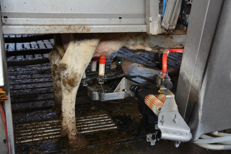 Robotiser la traite impose  une hygiène très stricte : propreté des vaches, rasage  des mamelles et réglage  adéquat du nettoyage  des trayons.