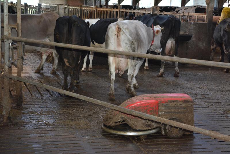 Si le cheptel est amené à passer plus de temps dans l’étable, certains aménagements peuvent être nécessaires pour assurer le confort et la propreté des vaches. Il est, par exemple, possible d’installer des racleurs.