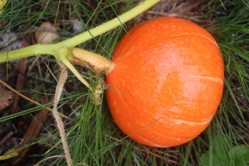 C'est important que les fruits soient propres et secs à l'entrée en entreposage.