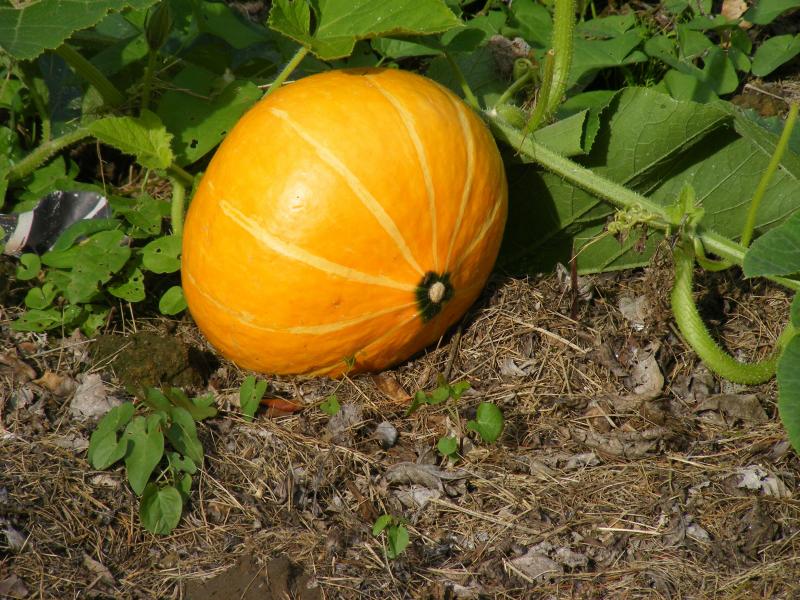 La taille du fruit dépend de la variété et des conditions de développement de la plante. Elle n'est pas un repère pour juger de l'état de maturité.