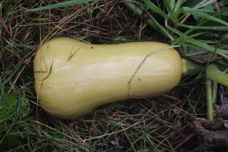 Butternut est une variété un peu plus tardive.