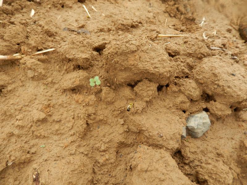 Dernières levées, tardives, suite à la «réhumidification» des sols entraînant la germination des semences déposées quelques semaines auparavant!