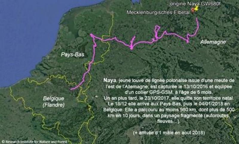 Parcours de la louve « Naya » depuis le Land de Basse-Saxe jusqu’en Flandre,  soit 700 km en 2,5 mois.