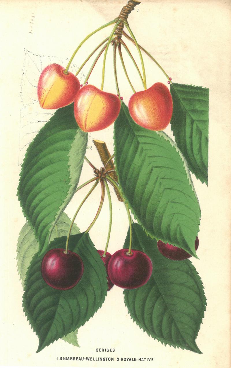 Planche extraite  de l’« Annales de l’horticulture  en Belgique » (décembre 1872), consacrée à la cerise de la variété  Bigarreau- Wellington.