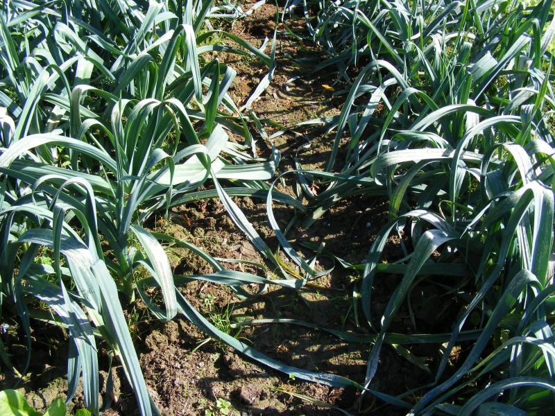 Voila une parcelle suffisamment propre que pour pouvoir être laissée à elle même jusqu'à l'hiver. De plus, les plantes, des poireaux dans ce cas-ci, sont bien aérées et sont moins vite contaminées par les maladies foliaires. Un paillage maintiendra le sol propre et facilitera l'accès aux poireaux sans abimer la structure du sol.