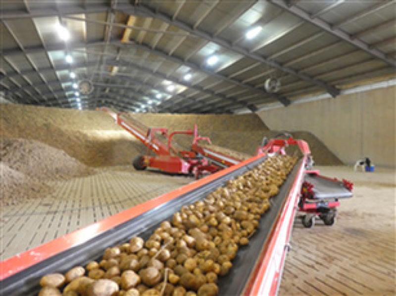Contrairement à la marchandise de bonne qualité, les tubercules des zones problématiques aux champs qui seraient néanmoins récoltés doivent impérativement être stockés distinctement où à l’entrée des bâtiments!