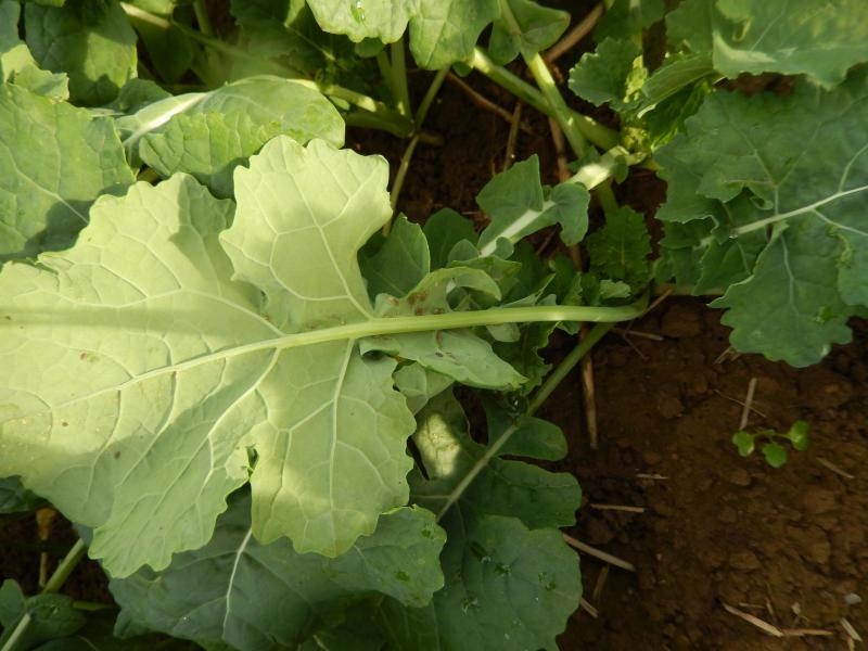 Pucerons à l'arrière d'une feuille de colza d'hiver, le 26 octobre.