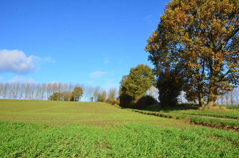 Implantées à des périodes différentes, les cultures de froment et d’escourgeon requièrent des stratégies de lutte herbicide bien distinctes.