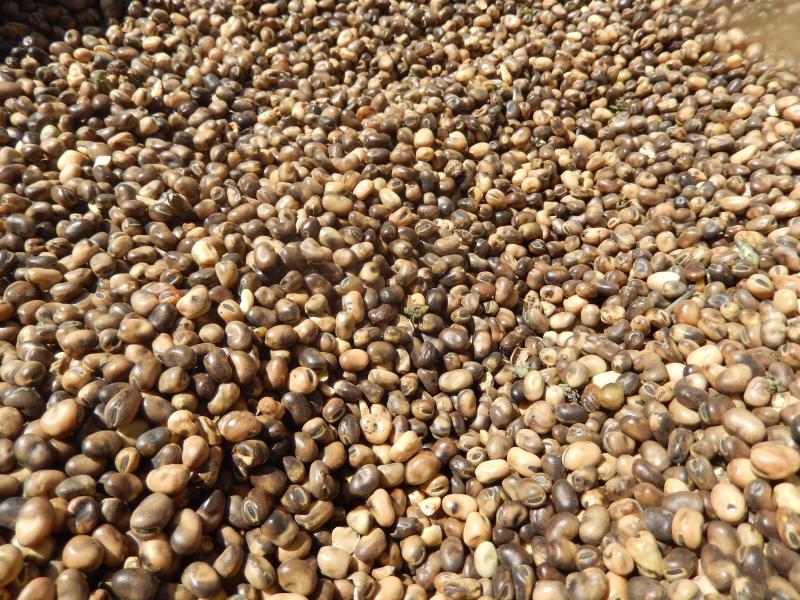 Des graines de féverole d'hiver, riches en protéines (28 %), faciles à stocker en sec et utiles pour améliorer l'autonomie protéique.