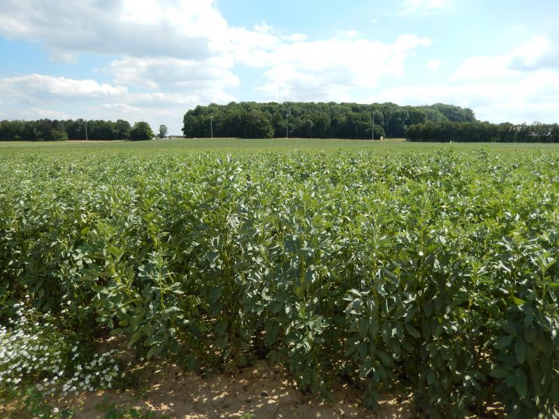 La sélection génétique française, anglaise et allemande nous propose des variétés de féverole d'hiver adaptées à nos conditions pédo-climatiques; la féverole d'hiver est cependant moins résistante au gel que le pois protéagineux d'hiver.