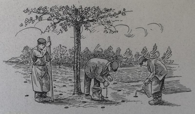 Furmure des arbres fruitiers au printemps, par le procédé du «
pal
»
:
– ci-dessus
: un jardinier fait des trous avec le pal, un deuxième verse de l’engrais dans chaque trou, le troisième rempli les trous d’eau avec un arrosoir
;
– ci-dessous
: disposition des trous par rapport au développement des racines.
(extrait de «
La culture des fruits
», Charles Chevalier, édition Goossens - Bruxelles, 1929)