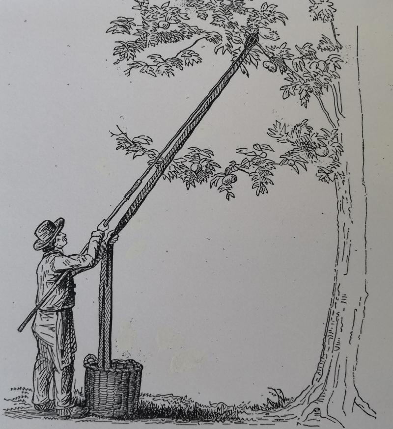 Le «
cueille-fruits
», illustration parue dans un manuel d’Edouard Pynaert.