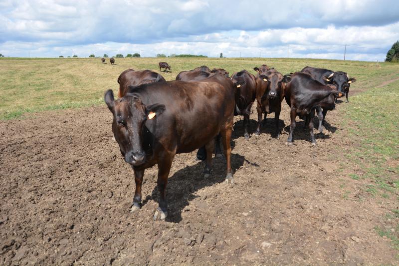 Eigenlijk houdt Meysmans de dieren vrij klassiek, met weidegang en een rantsoen met vooral gras en maïs maar ook wat voederbieten en andere bijproducten, zoals draf.