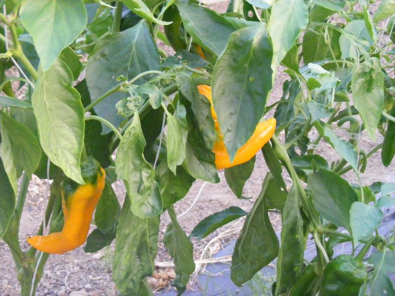 Ne nous fions pas uniquement à la couleur pour estimer la saveur piquante des piments.