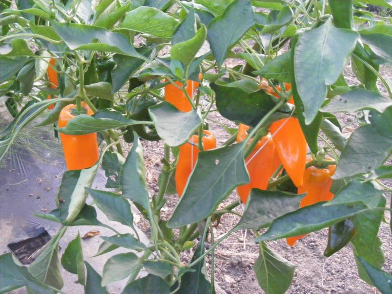 Les piments orange sont d'abord de couleur verte avant leur maturité.